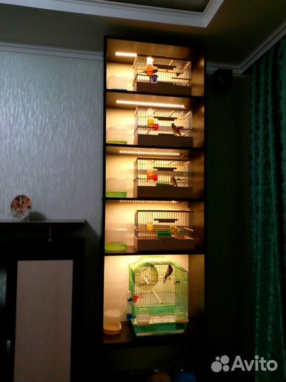 Певчий кенар