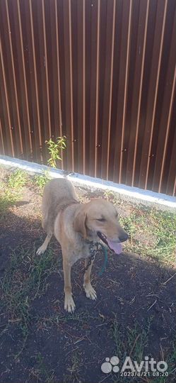 Русская гончая