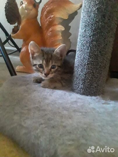 Котёнок Кузя в добрые руки