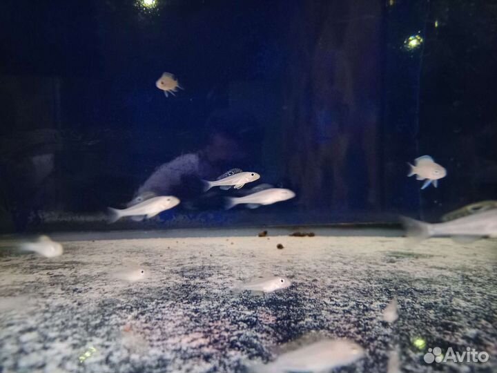 Xenotilapia sp. «papilio» msalaba(оз.Танганьика)