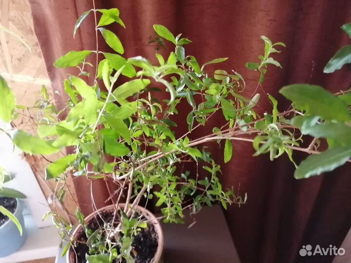 Гранат Комнатный.(Взрослое растение)