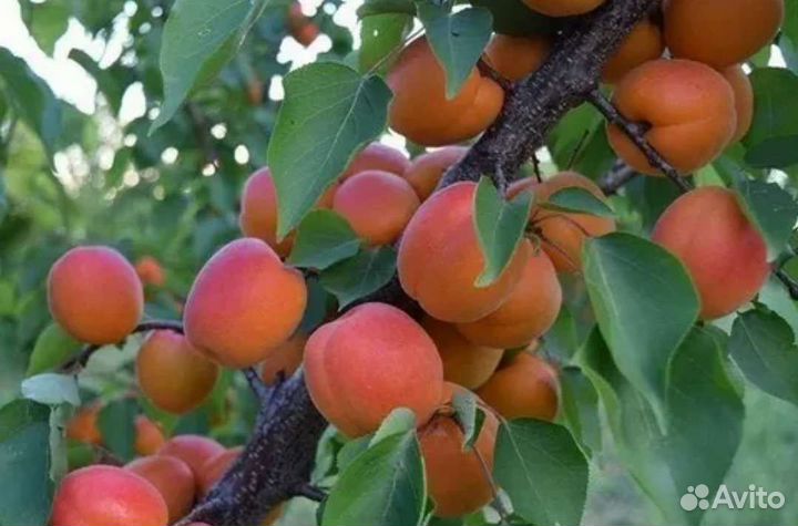 Саженцы зкс из Мичуринска