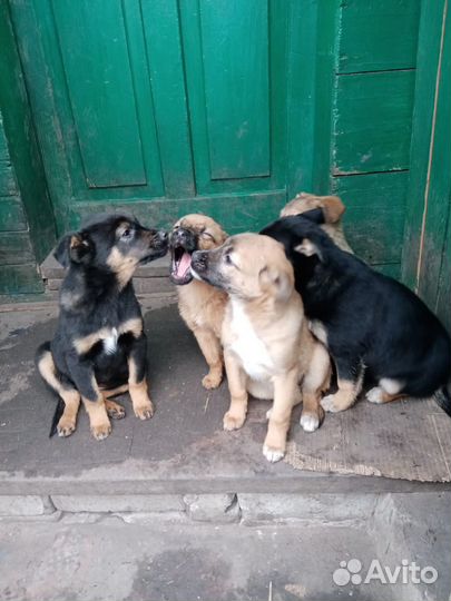 Маленькая собака бесплатно