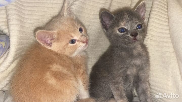 Отдам в добрые ручки