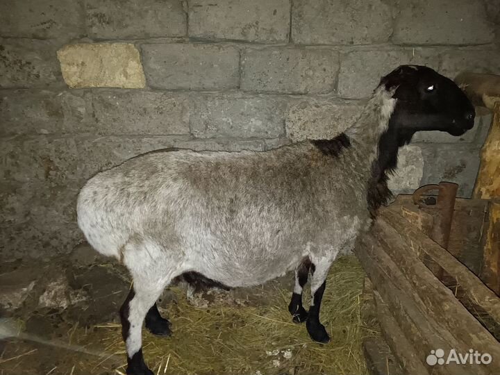 Продаю баранов