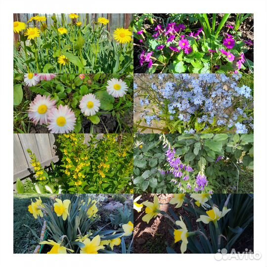 Многолетние садовые цветы