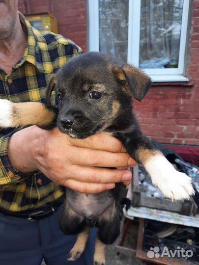 В добрые руки щенки