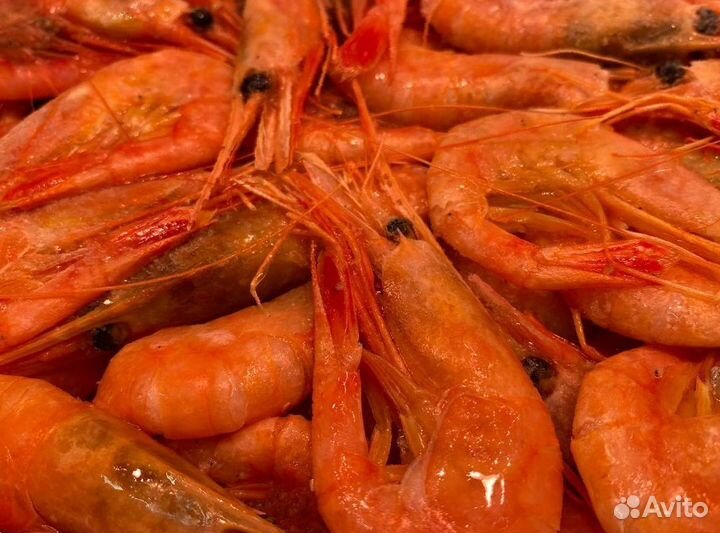 Креветка северная. Улов 2023. Без посредников