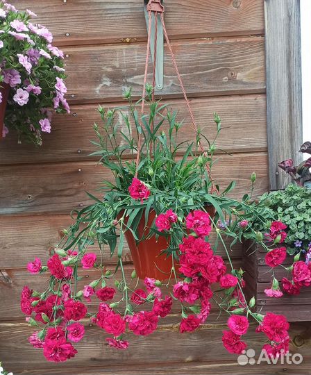 Гвоздика ампельная многолетняя