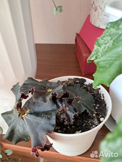 Бегония мамба