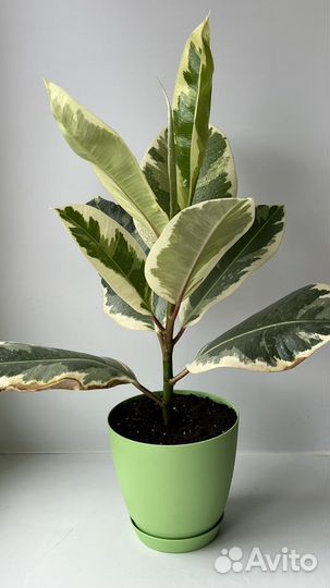 Фикус эластика, тинеке