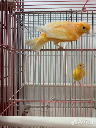 Экзотические птицы-попугай,амадины,кенары