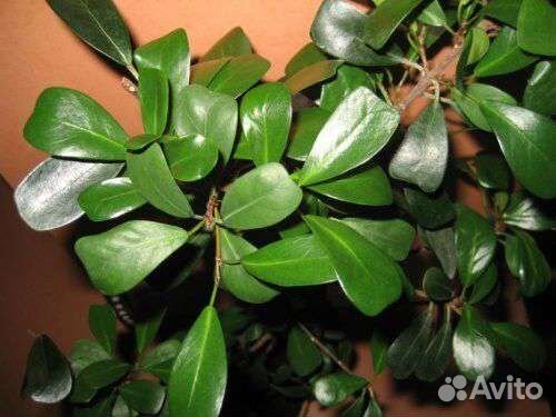 Фикус язычковый