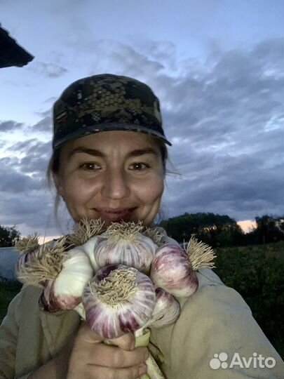 Чеснок на посадку осенью, «Любаша»