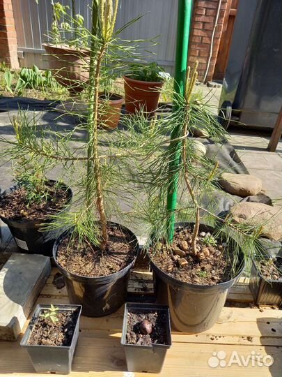 Сосна чёрная голдфингер