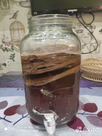 Чайный гриб