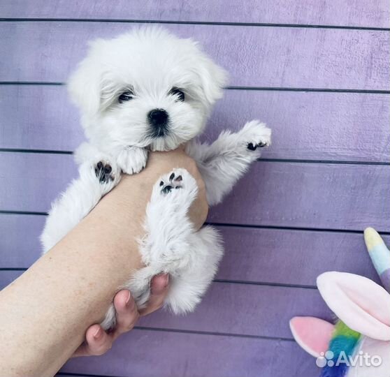 Мальтийскиие болонки