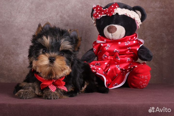 Йорка (резерв) Бесспорная Фаворитка РКФ