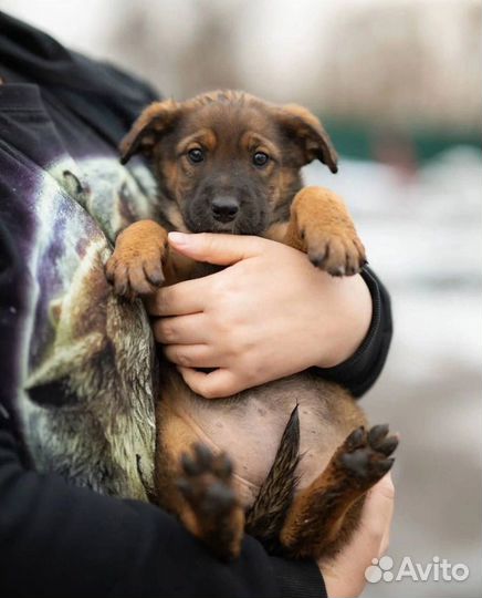 Щенок в добрые руки бесплатно