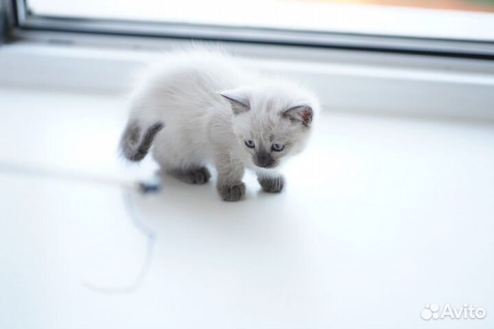 Котенок девочка с васильковыми глазками