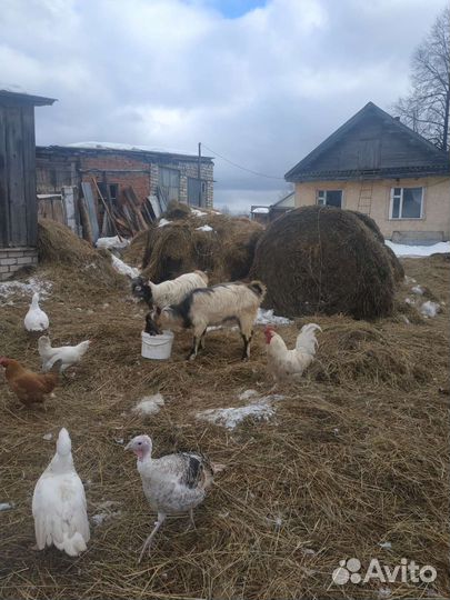 Индюки индюшата