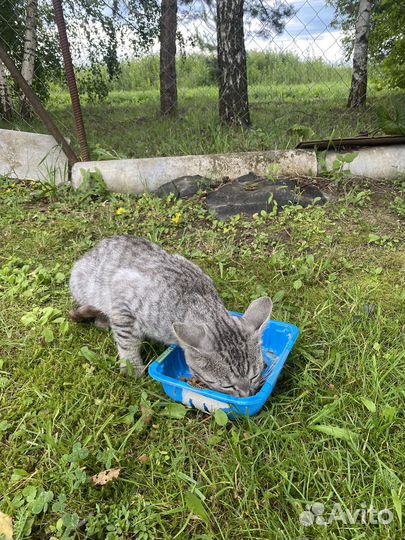 Найден кот чехов