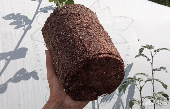 Рябина сортовая крупноплодная - саженцы зкс