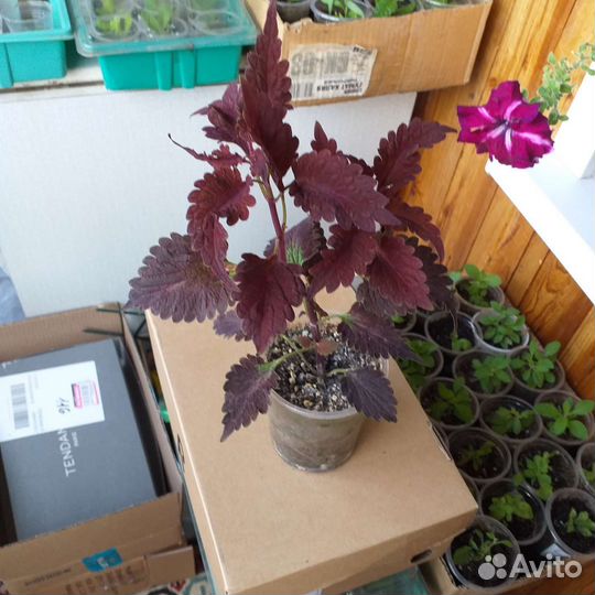 Колеусы сортовые