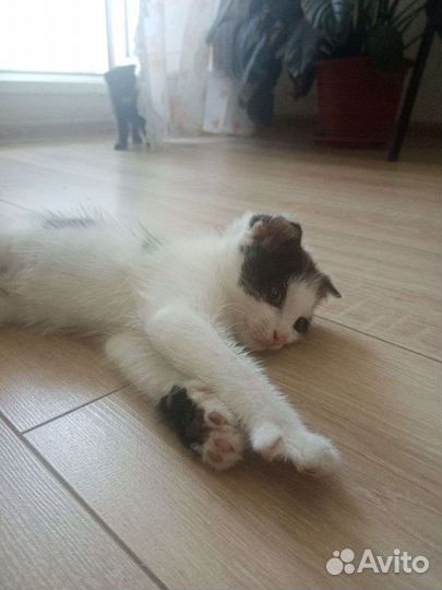 Котята вислоухой кошки