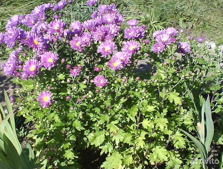 Хризантемы, дельфиниум, ромашка