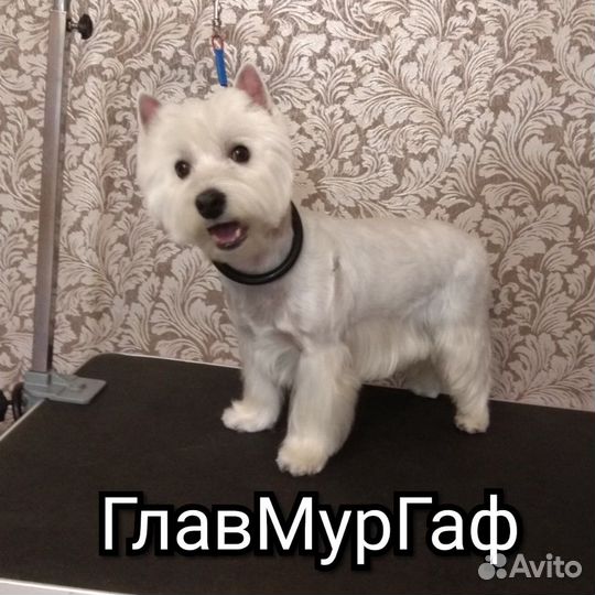 Стрижка собак. Все породы. Вычëсывание пуха шерсти