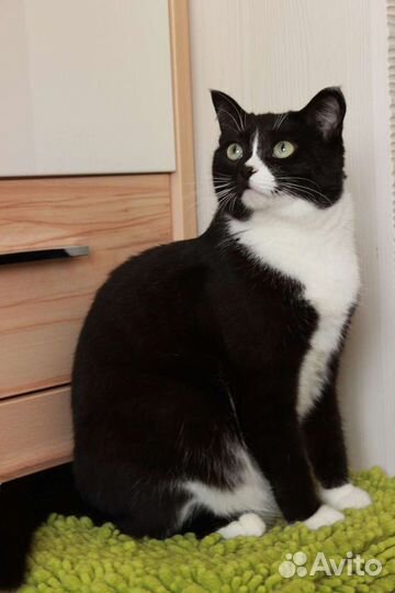 Кошка Мышка