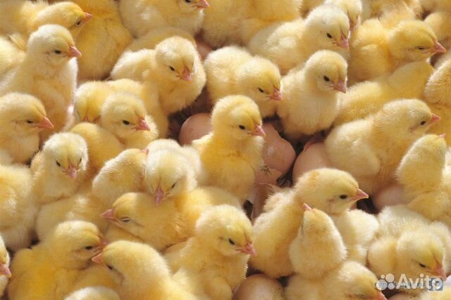 Цыплята, гусята, утята, цесарята, индюшата