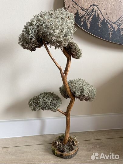 Дерево бонсай живое