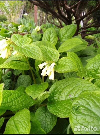 Растение для сада