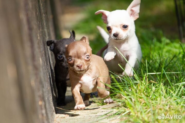 Чихуахуа щенки мини и стандарт от 15т
