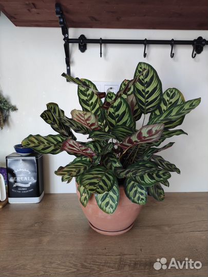 Большой глиняный горшок с поддоном