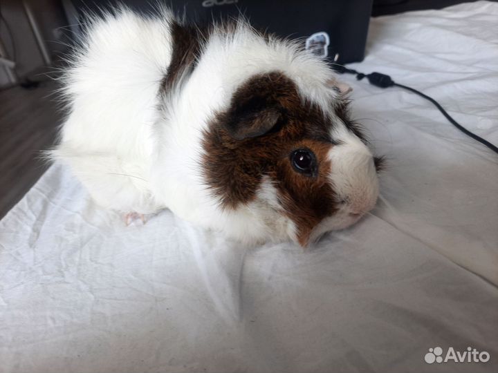 Морские свинки