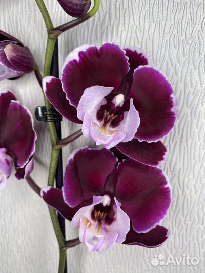 Орхидея фаленопсис