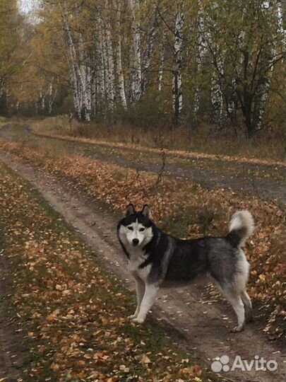Щенки сибирской хаски