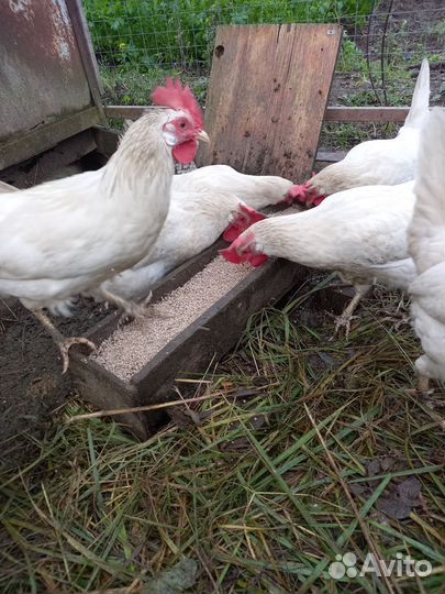 Куры несушки