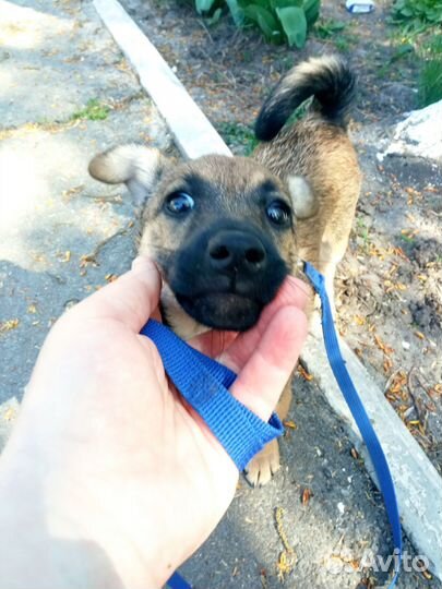Отдам в добрые руки шенка помчи