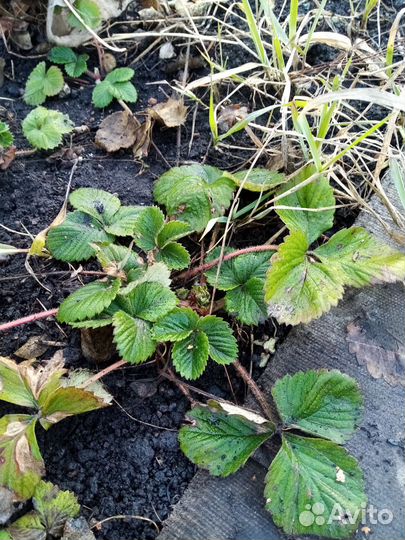 Саженцы клубники черный принц, Купчиха, Азия