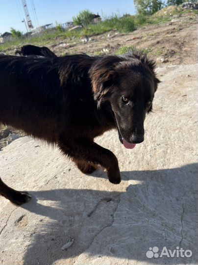 Самая лучшая собака ищет дом