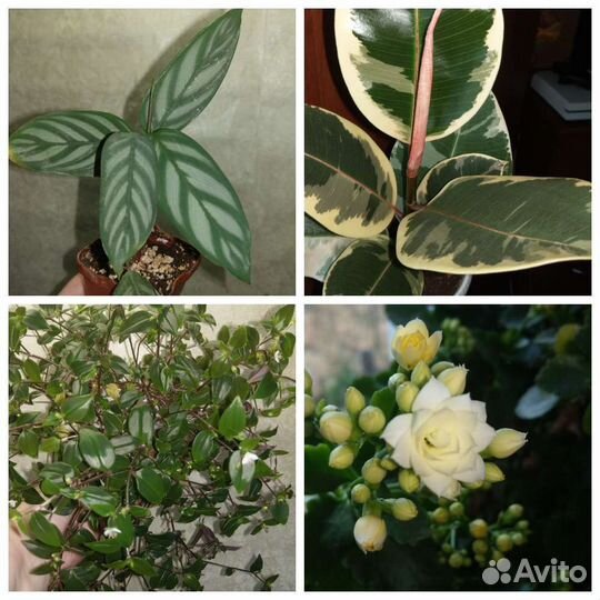 Комнатные цветы