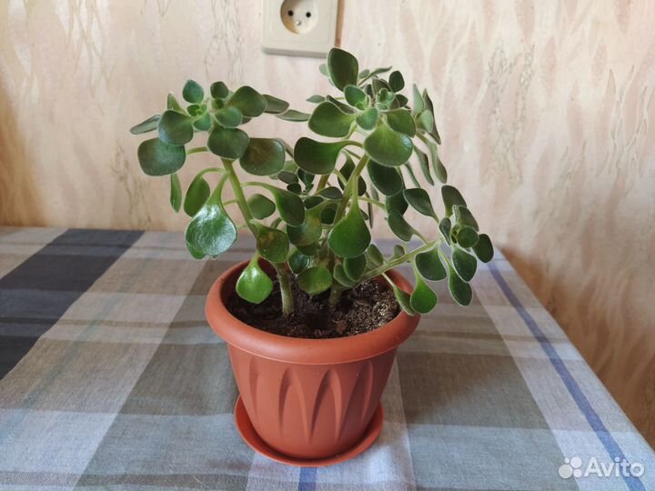 Аихризон - дерево любви