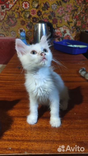 Котята всех расцветок
