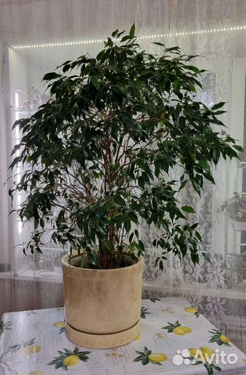 Фикус Бенджамина