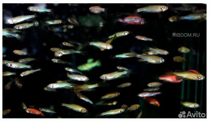 Данио кормовые