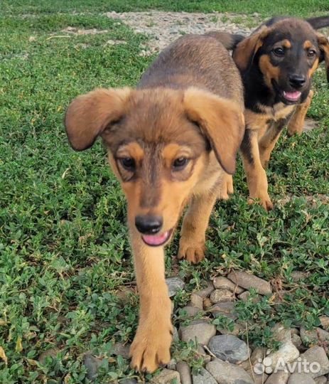 Пушистики ищут дом